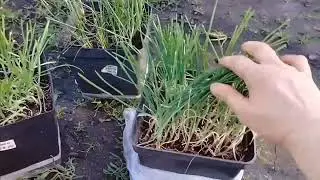 Лук ЭКСИБИШЕН  ГЛОБО  РУССКИЙ РАЗМЕР высаживаю рассаду