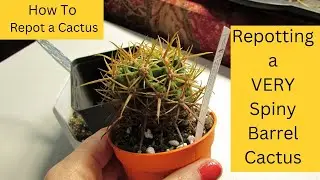 Repotting a VERY Spiny Barrel Cactus | How To Repot a Cactus 