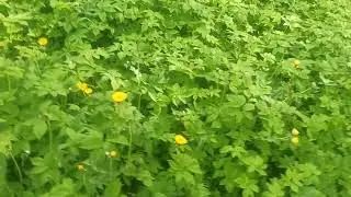 Сыроедение. Доброе утро