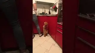 А у вас собака так же любит яблоко 🍏 ?) 