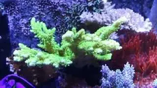 Lesd's 120 Gal Reef Tank pre-breakdown: Inhabitant Overview
