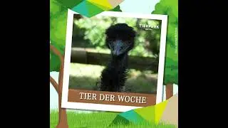 Tiere der Woche – Känguru & Emu