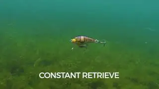Swimming Action: Mini Fat Rap