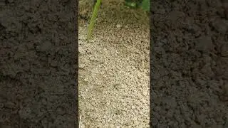 পিঁপড়া 🐜🐜🐜#shorts #shortsvideo