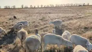 Bred Ewes and Pairs for Sale -- Kansas Ranch