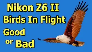 Nikon Z6 II Birds In Flight Photography  - Good or Bad