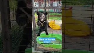 Мы снова в Прайде Львов🐯 скоро видео #медвежонок #тигрята #bear #tiger #littlebear #littletiger