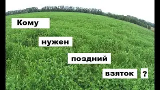 Польза и вред позднего взятка в пчеловодстве.