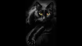 Чёрный охотник (Black Hunter)
