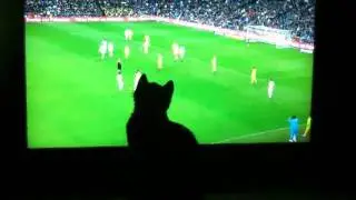 Cat watching soccer