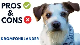 Kromfohrlander Dog Pros and Cons | Kromfohrländer Kromi Dog  Dog Advantages and Disadvantages