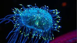 Chemiluminescent Assays
