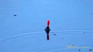 FISHING VILLAGE STYLE! FISH DRAGGING RODS INTO THE WATER!