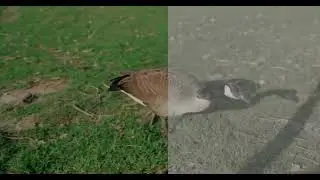 Quick Colourgrade + Canon C70 Before/After