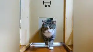 Эти забавные мохнатые морды, смешные до слёз, отправь другу 😂 😸 подбодрить, животные, прикол, коты