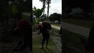 PEMUAT SAWIT DUNIA#shortvideos