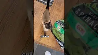 My cat tricked me