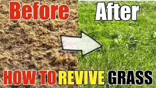 How To Revive Dead Grass Lawn DIY How to Go From Dry Grass to Beautiful Green Grass Step by Step