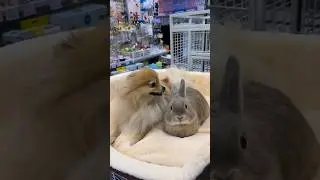 Лола с другом кроликом 