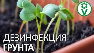 САМАЯ НАДЕЖНАЯ ДЕЗИНФЕКЦИЯ ГРУНТА. Пропаривание и прокаливание почвы в домашних условиях