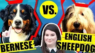 BERNESE MOUNTAIN DOG VS OLD ENGLISH SHEEPDOG