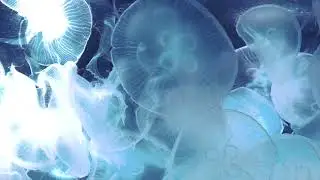 「blue」The Winters