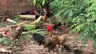 មាន់ធ្នាក់