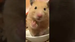 Забавное видео