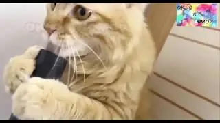 смешные коты - приколы с котами - смешные животные 2018