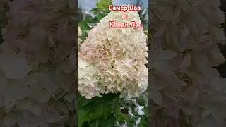 Самер Лав=Кенди Лав #гортензия #гортензииметельчатые