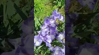 Ирисы бело голубого цвета