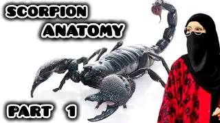 Scorpion Anatomy Part 1 ❗