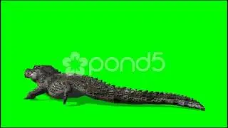 Crocodile Walk Fast - Isolated Animal Green Screen