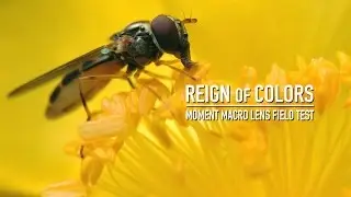Reign of Colors - Moment Macro lens