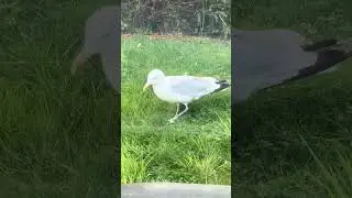 Mientras extrañaba mis pagos una gaviota me hizo sentir como en casa 😂