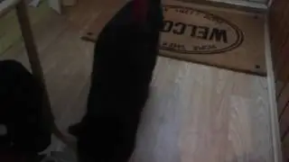 Throwing a bottle cap at my cat