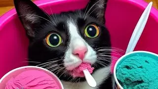 when the catnip starts to hit