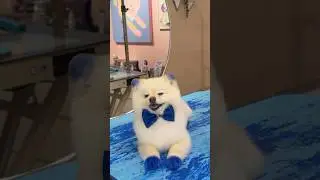 A Blue Pomeranian