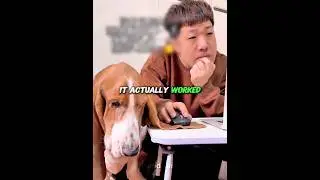 This Dog Have The Longest Ear 😂