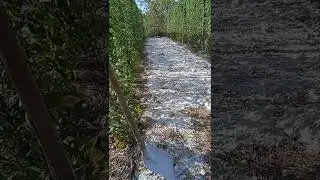 Внесение сульфата кальция, фосфогипс по ежевике и не только.