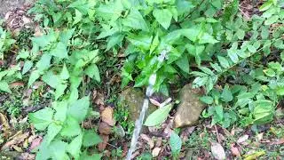 Peeing in wild side | peeing vs wild plant | Mr. pee | Boy Peeing in outside | pissing