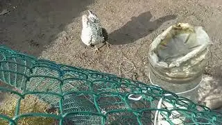 Віондот біле золото і срібло