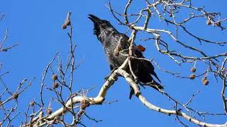 Raven at Croome