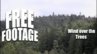 Copyrightfree Stock Footage - Wind over the trees