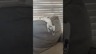 😻 Daily Cursed Cat Videos! Unforgettable Moments 🐾