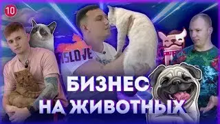 Андрей Краткий. Идея для бизнеса – гостиница для кошек.Сервис по выгулу собак.