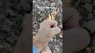 Ne Ağacı?