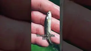 Fish CPR 3. They aren't Actually DEAD! 😱 