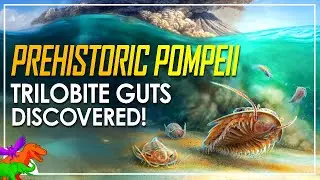 Prehistoric Underwater Pompeii | Pristine Trilobite Fossils Reveal Unseen Anatomy