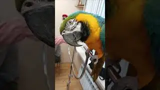 Попугай передаёт привет )